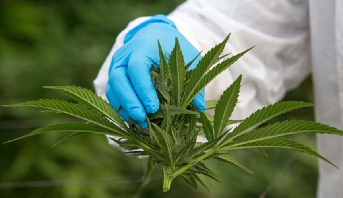 Le Canada veut légaliser le cannabis au printemps 2017